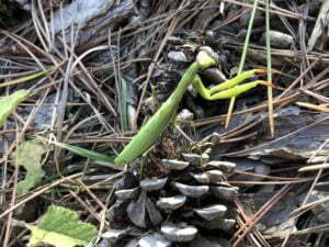 campsite countryside Rennes-les-Bains